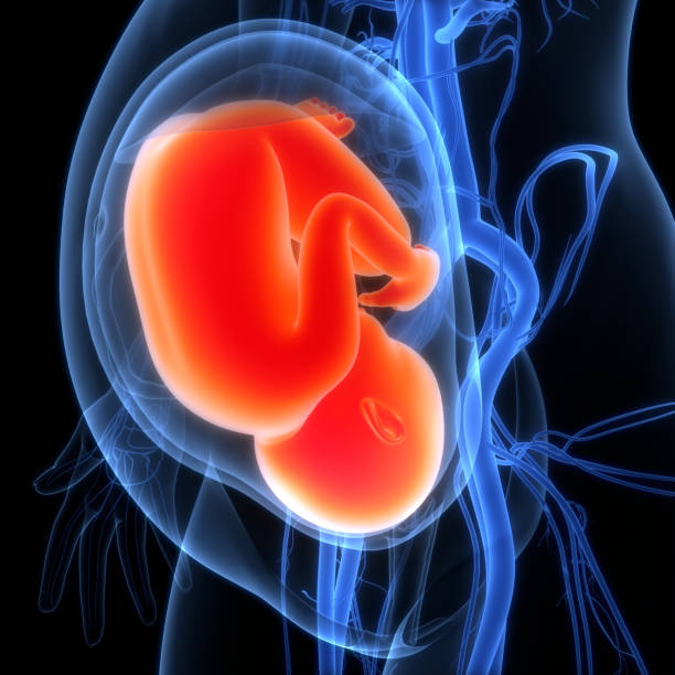 Low Fetal Fraction